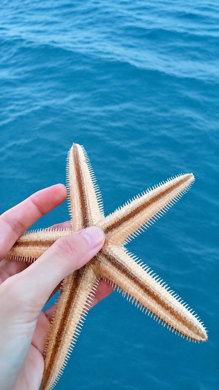 A starfish held above the sea